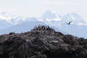 Cormoranes en Isla