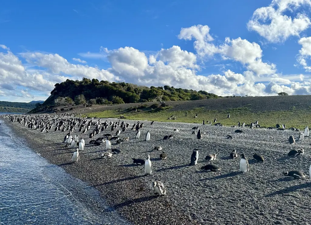 Isla Martillo Ushuaia.webp