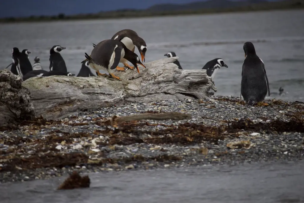 PAPUAS Y MAGALLANICOS.CR2.webp