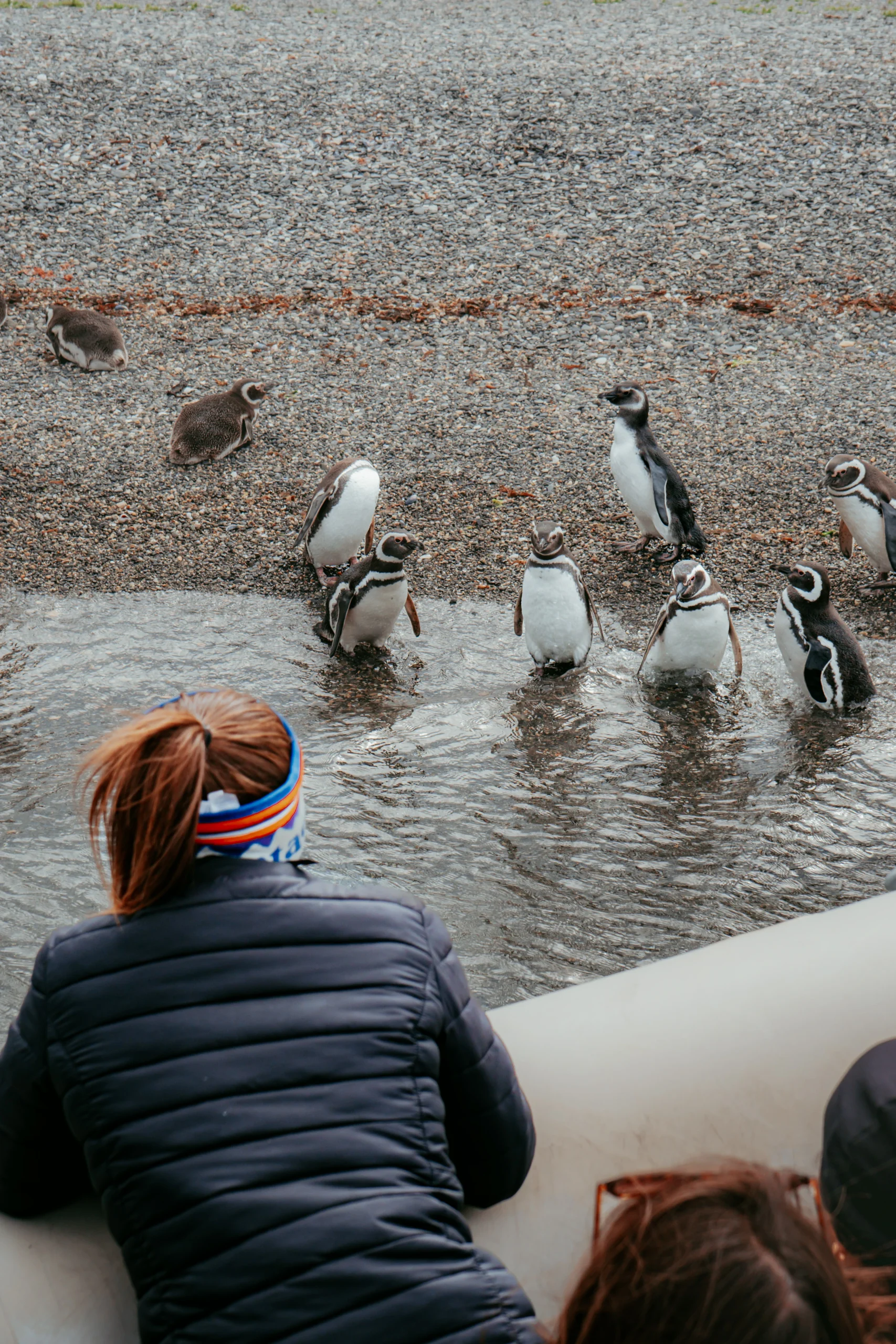 Avistando pingüinos