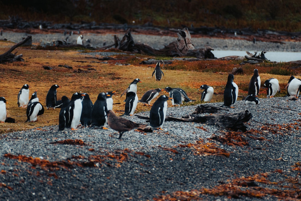 Navegando hacia pingüinos