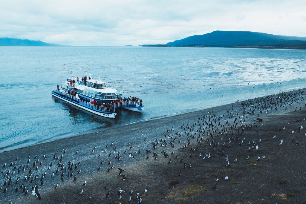 Navegação à Pinguineira (Adulto acima de 12 anos, AM)